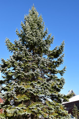 街路樹のブンゲンストウヒ