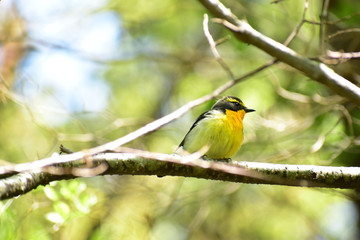 春のキビタキ