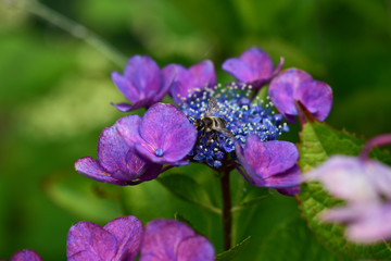 ガクアジサイと蜂