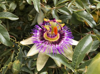 Purple flower