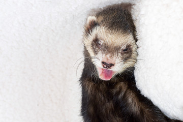 Albert the ferret