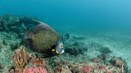 Angelfish in the left with blue empty space for text