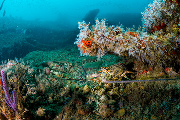Shipwreck scene, with colorful corals