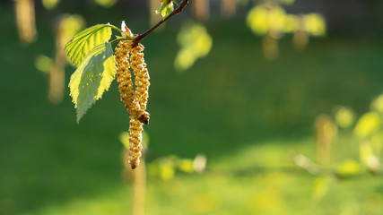 Birch catkins in spring park close-up, allergies to pollen of spring flowering plants concept