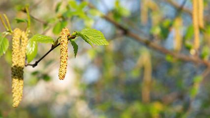 Birch catkins in spring park close-up, allergies to pollen of spring flowering plants concept