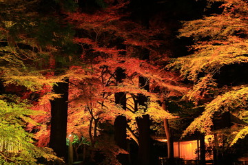 世界遺産　中尊寺　紅葉のライトアップ