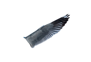 Gull wings on a white background ,with clipping path
