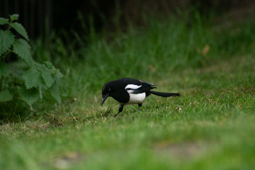 magpie