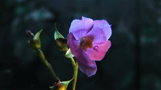Pink flower blooming on blue background, slow, time lapse