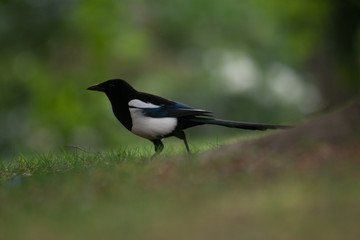 magpie