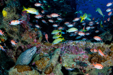 Fototapeta na wymiar Moray eel and colorful reef fish in a shipwreck
