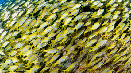 Big School of yellow fish