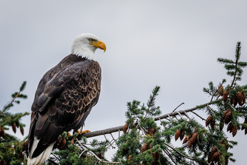 Bald Eagle in Tree