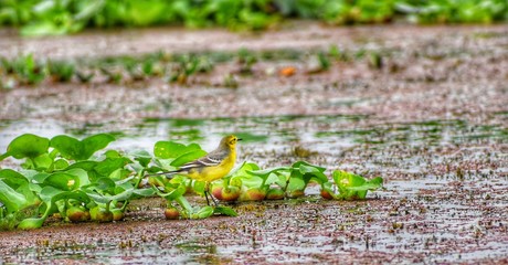 A little Wagtail in his habitat