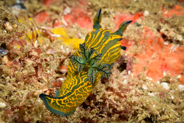 Colorful nudibranch