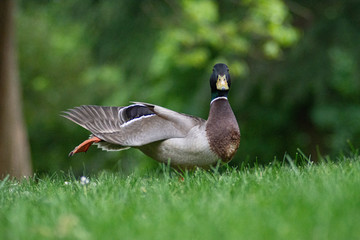 goose