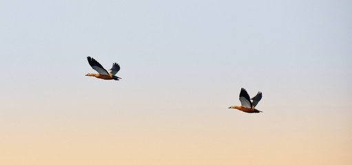 Ruddys Shelduck silhouettes of birds