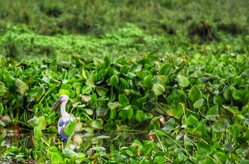 Asian Openbill