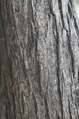 bark of a tree