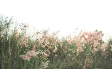 Foto op Plexiglas Voor haar droog gras bloemen in de ochtend op lichte hemel.