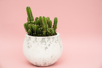 Cactus in a white modern pot on pink background