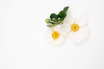 White anemone flower floral flat lay background with copy space