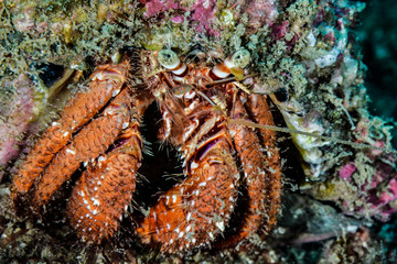 Huge Orange Hermit Crab