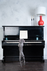 Fototapeta na wymiar Cute dog Weimaraner puppy, plays the piano, funny photo, dog training concept