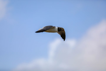 seagull, bird, flying