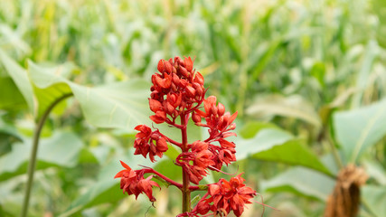 Asclepias is a genus of herbaceous, perennial, flowering plants known as milkweeds, named for their latex, a milky substance containing cardiac glycosides termed cardenolides