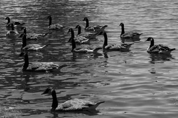 Canadian Geese in BW