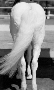 "Horse Ass" Images – Browse 13 Stock Photos, Vectors, and Video | Adobe