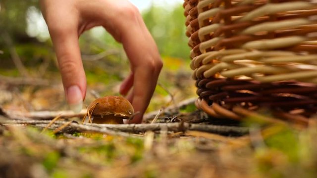 Picking Fresh Mushrooms For A Delicious Vegetable Soup In The Beautiful Lush Forest Of Czaple, Poland - Close Up Shot
