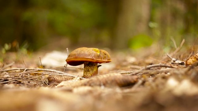A Person Walking Passed A Small Penny Bun Mushroom Growing On The Forest Floor Of Czaple, Poland - Close Up Shot