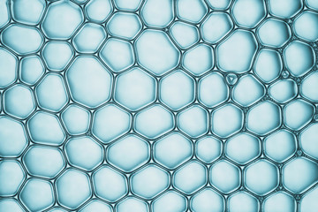 Fototapeta premium Cells division process, Cell divides into two cells