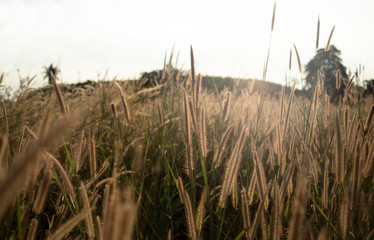 Dry grass flowers on mountain