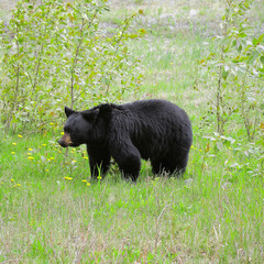 Black bear by Medicin lake. Jasper National park. Canada.