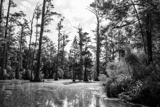 Black and white photo of bald cypress swamp