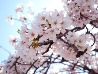 Spring Floral nature background with cherry blossom.