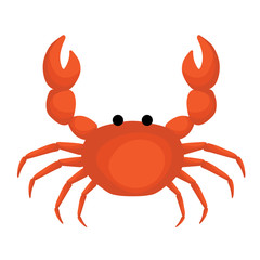 isolated orange crab on white background