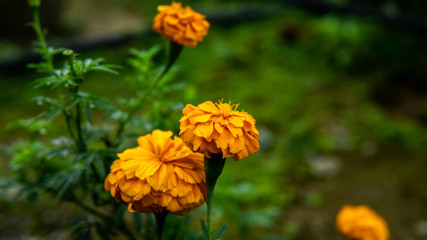 Close up view of West Indian Lantana flower or Bunha Tahi Ayam in malay with green moody background.