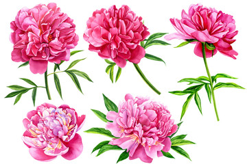 set of beautiful flowers, peonies on isolated white background, watercolor illustration, botanical painting © Hanna