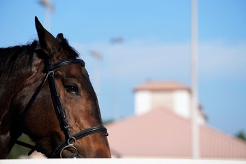 Obraz premium portrait of a brown horse