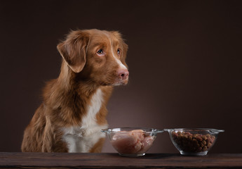 Natural feeding for dogs. Nova Scotia Duck Tolling Retrieverr chooses a meal. Raw food and dry food
