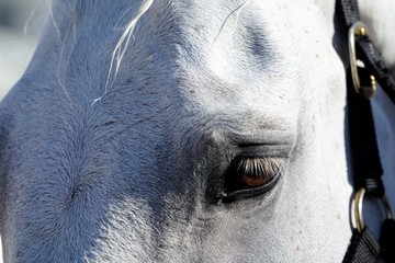 macro of head of a white horse