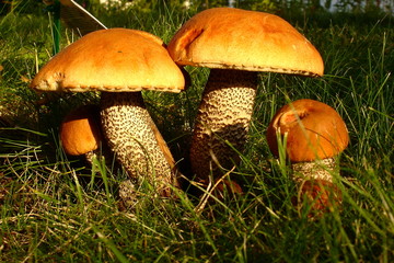 Mushrooms with a red hat in the grass close up