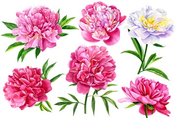 set of beautiful flowers, peonies on isolated white background, watercolor illustration, botanical painting