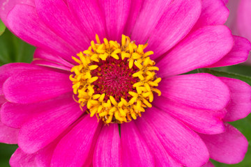 Pink flower petals in multiple layers