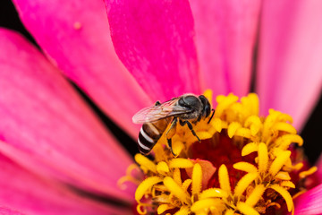 bee on pink flower ,petals in multiple layers