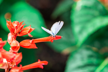 butterfly on a red flower